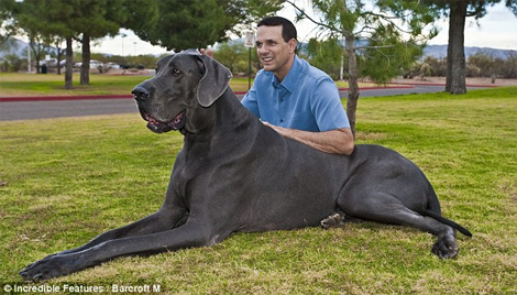 Verdens største hund