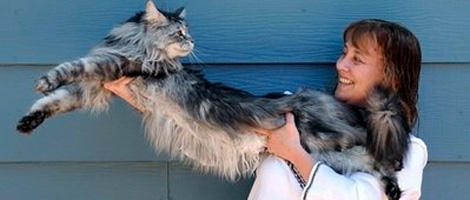 Verdens lengste katt